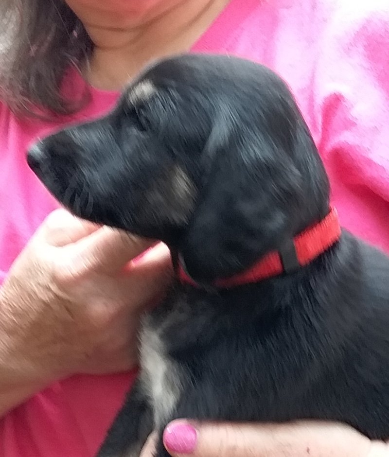 Red Girl 4 Weeks H.jpg - 2203 K